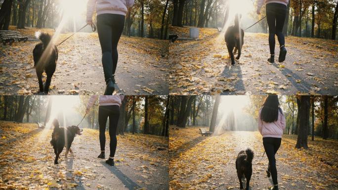 秋天公园里牵狗的女人