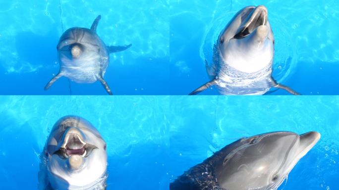 欢快的海豚跳出水面玩游戏