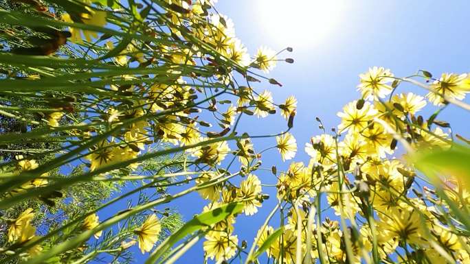 4K动感野花小黄花向阳花