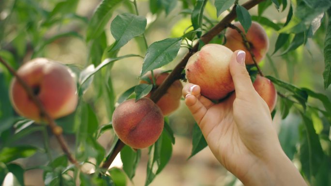 摘桃子种植农业乡村振兴水果蔬菜丰收果园