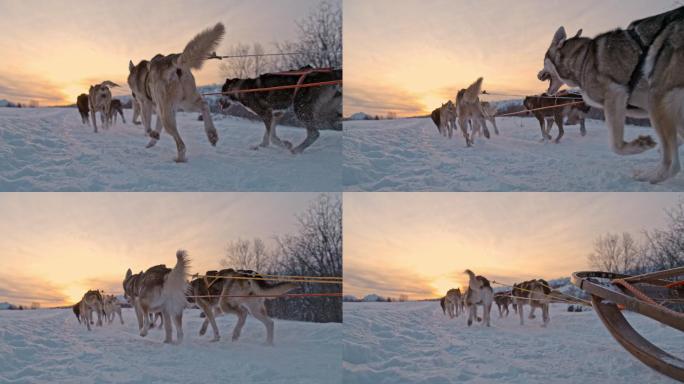 雪橇狗在雪地上奔跑