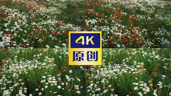 [原创]4K花海实景拍摄那些花儿