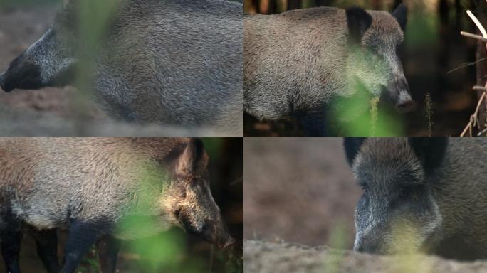 野猪特写镜头猪牙觅食寻找食物