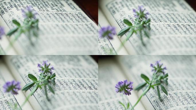 紫花苜蓿和中草药古籍