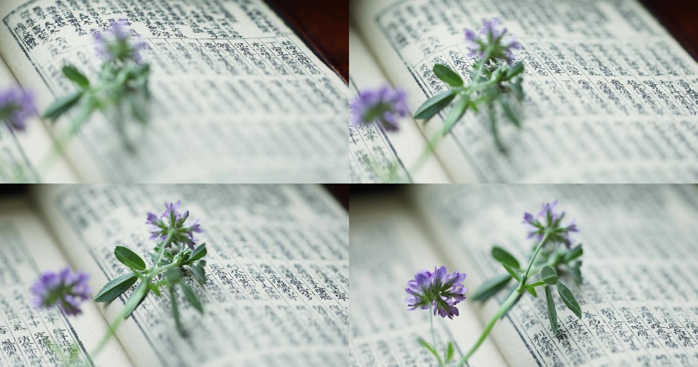 紫花苜蓿和中草药古籍