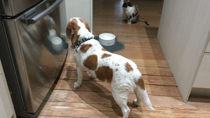 宠物狗在厨房乞讨食物