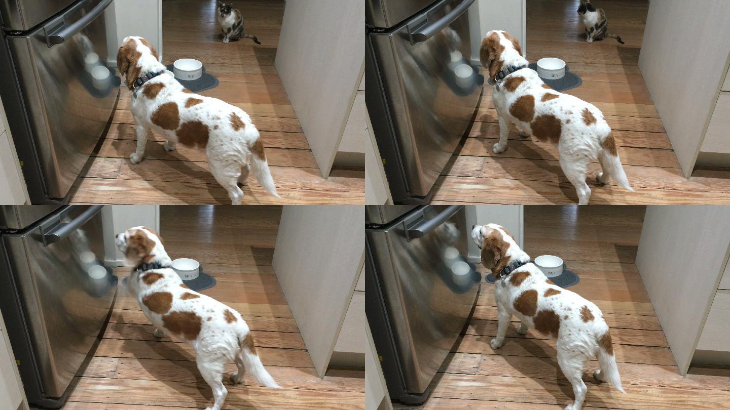 宠物狗在厨房乞讨食物