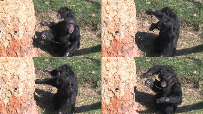 黑猩猩掏蚂蚁