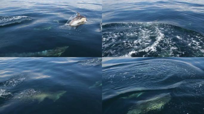 海豚海底世界美人鱼三亚潜水深海鱼群各种热
