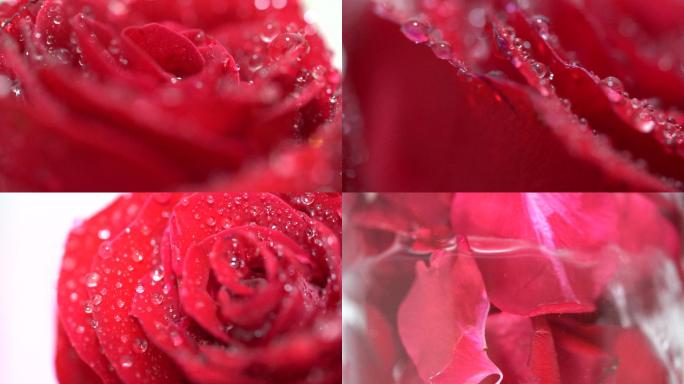 4K樱桃红玫瑰花瓣水滴