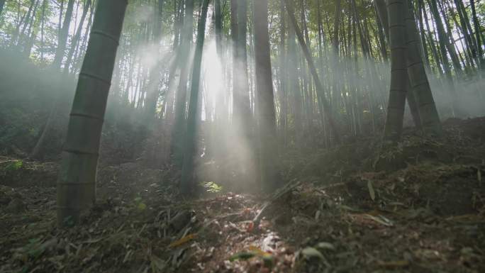 下午的阳光透过竹林形成漂亮的耶稣光