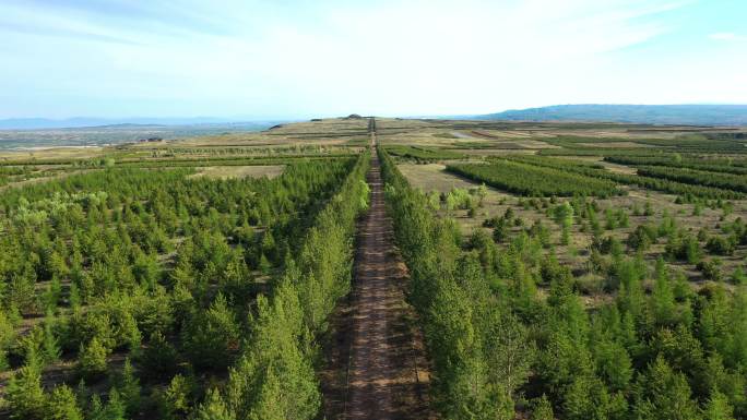 4K高清大同方山永固陵甬道树林航拍视频