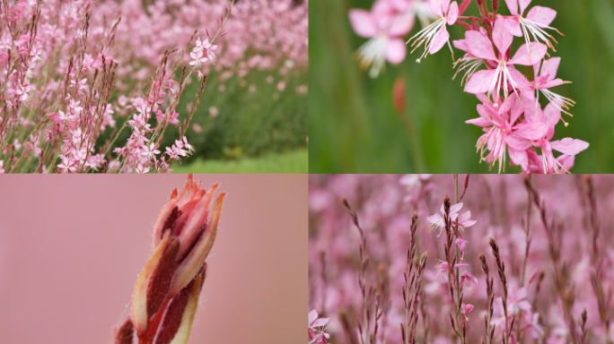 山桃花_观赏花卉
