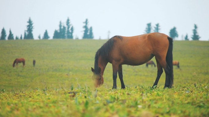 在田里吃草的马
