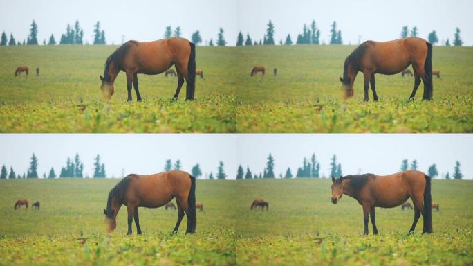 在田里吃草的马