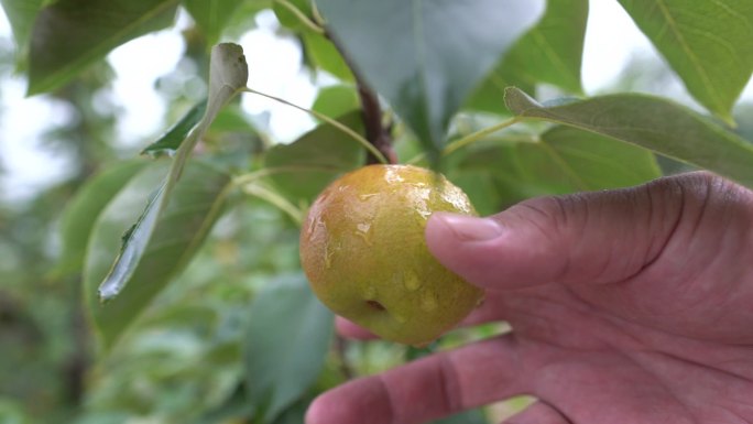 果园摘水果收货采摘南果梨