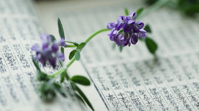 紫苜蓿和中药材古籍
