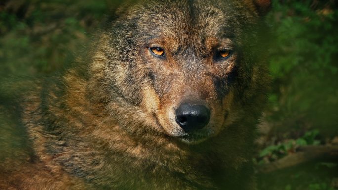 狼在森林特写动物园树林休息野生野外