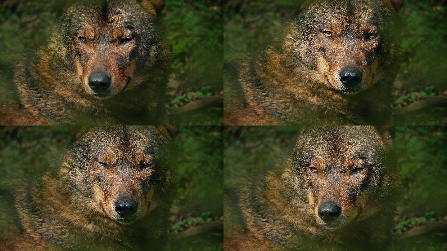 狼在森林特写动物园树林休息野生野外