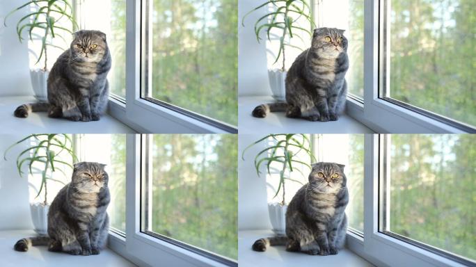 猫早上坐在窗台上