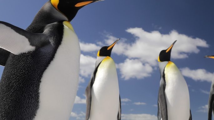 一群企鹅互相看着南极腾讯寒冷