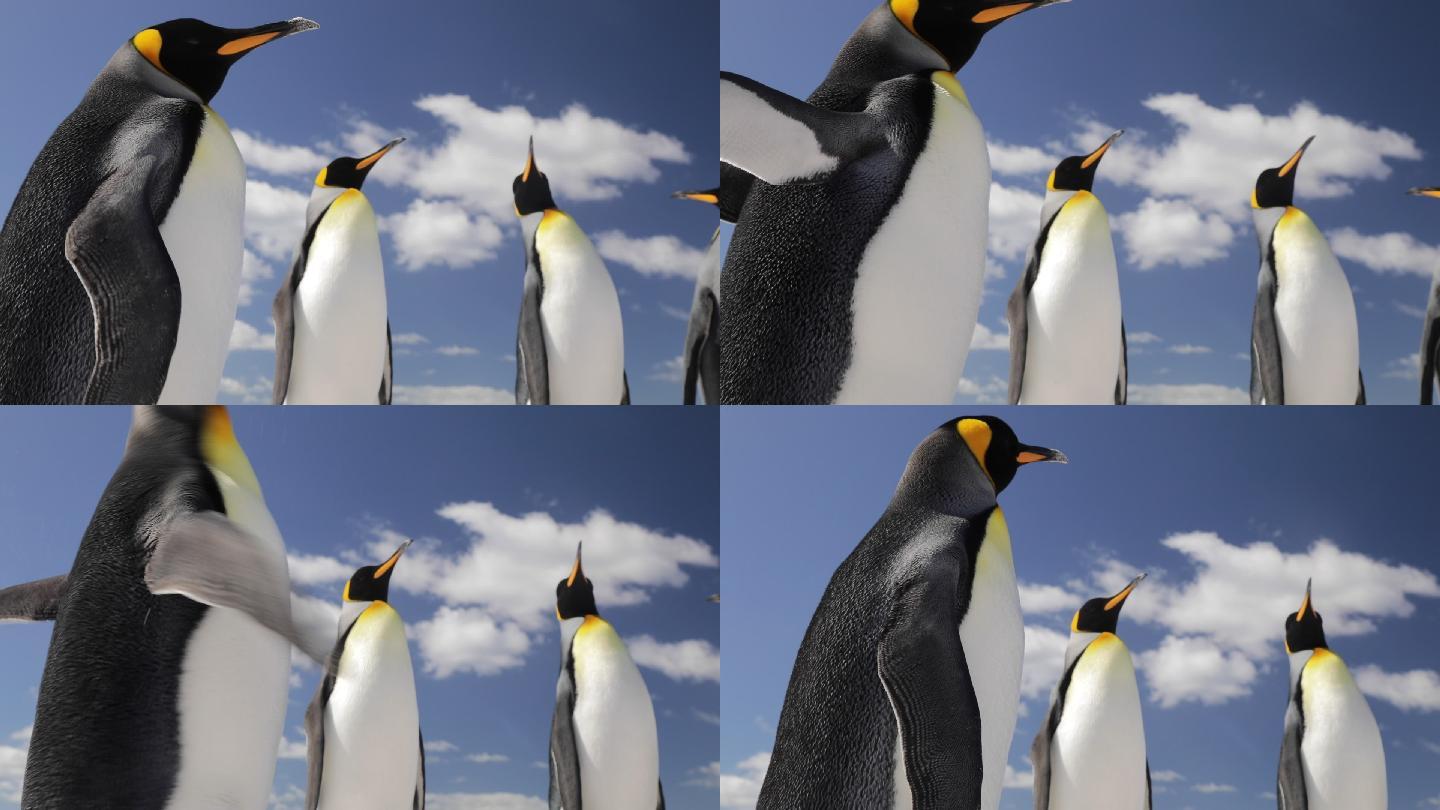 一群企鹅互相看着南极腾讯寒冷