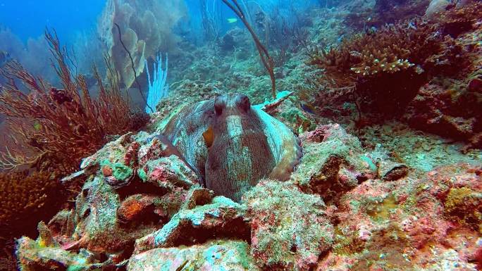 珊瑚礁中伪装的章鱼