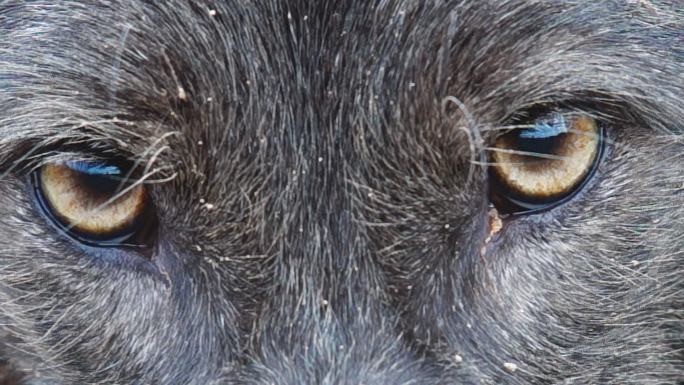 黑狼眼动物眼睛特写危险来临恐惧恐慌
