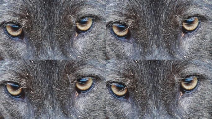 黑狼眼动物眼睛特写危险来临恐惧恐慌