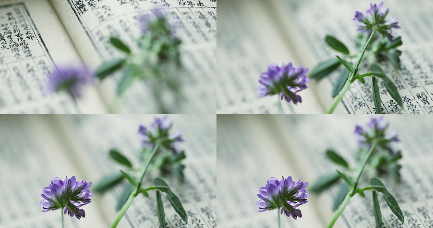 紫花苜蓿和中医药古籍