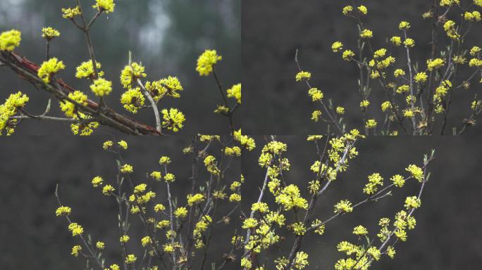 4K-雨中的黄花