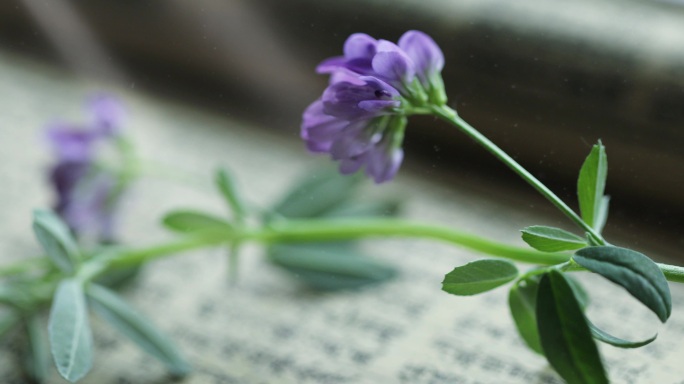 中医古籍上放着的紫花苜蓿