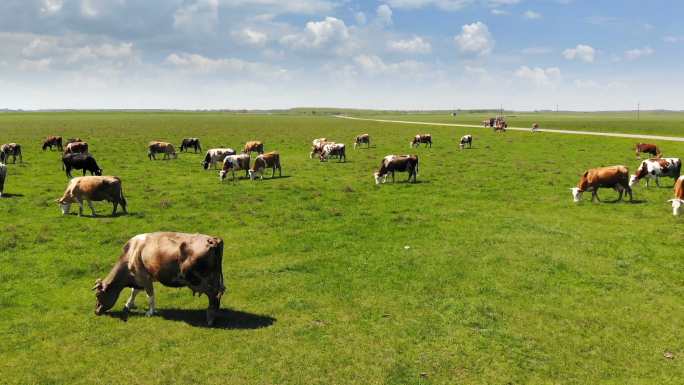 在牧场上吃草的牛大自然纪录片扶贫产业内蒙