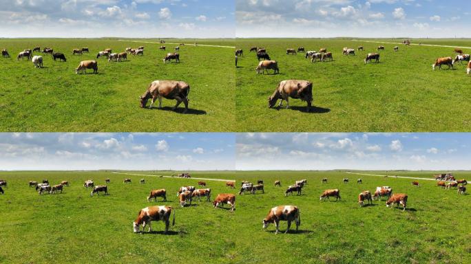在牧场上吃草的牛大自然纪录片扶贫产业内蒙