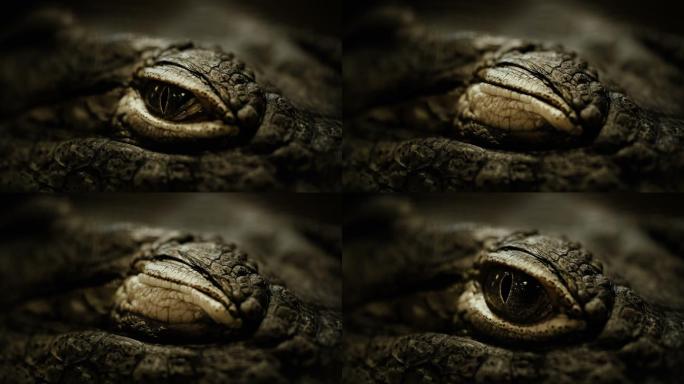 鳄鱼眼睛特写凶猛动物聚焦凝视