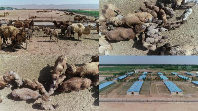 内蒙古骆驼养殖业航拍