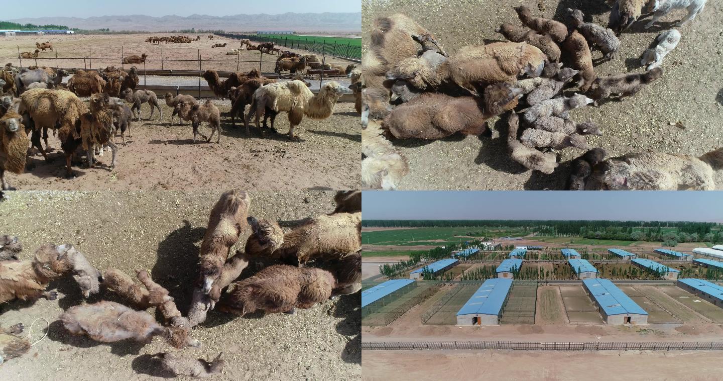 内蒙古骆驼养殖业航拍