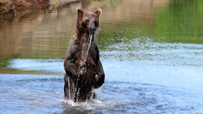 熊在水里玩耍
