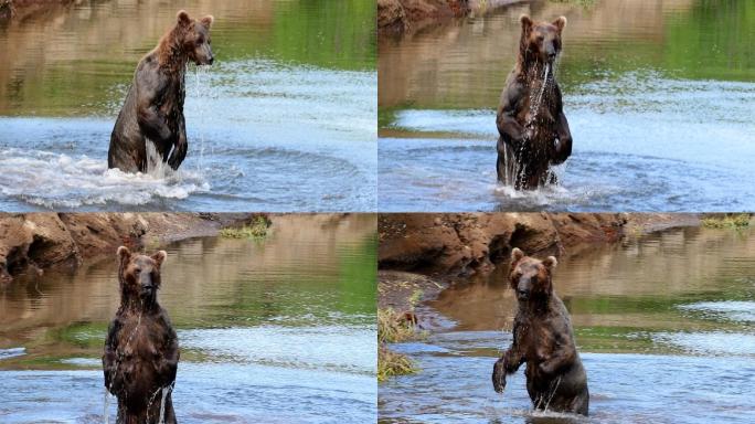 熊在水里玩耍