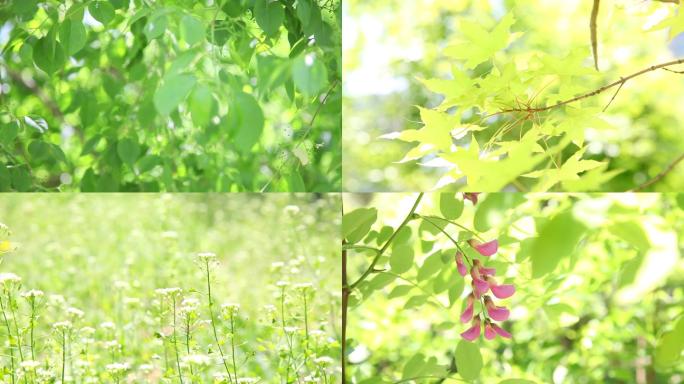 【4K】树叶阳光、清新唯美、阳光穿过树叶