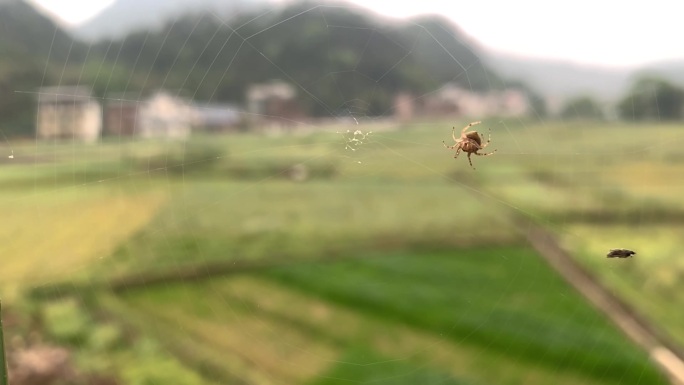 大自然蜘蛛织网实拍