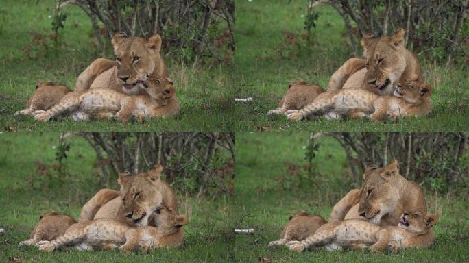 狮子妈妈舔它的幼崽