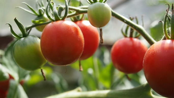 温室里的西红柿农田种田田野菜田菜园蔬果