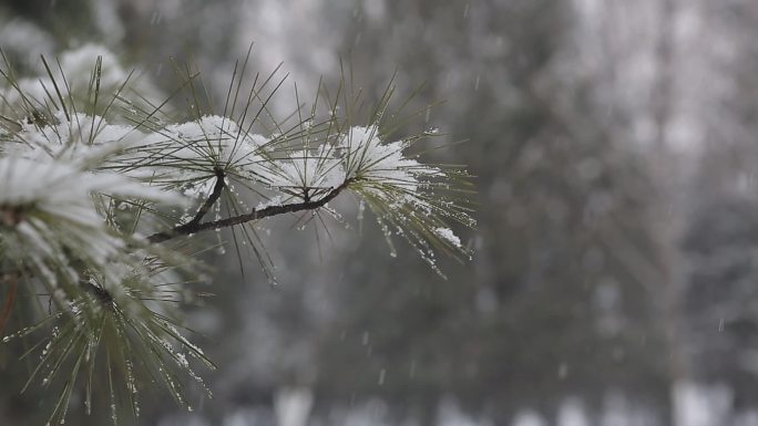 下雪-8