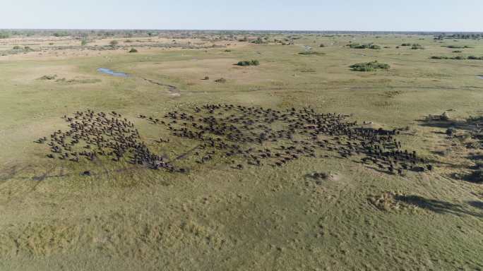 草原上的一大群水牛