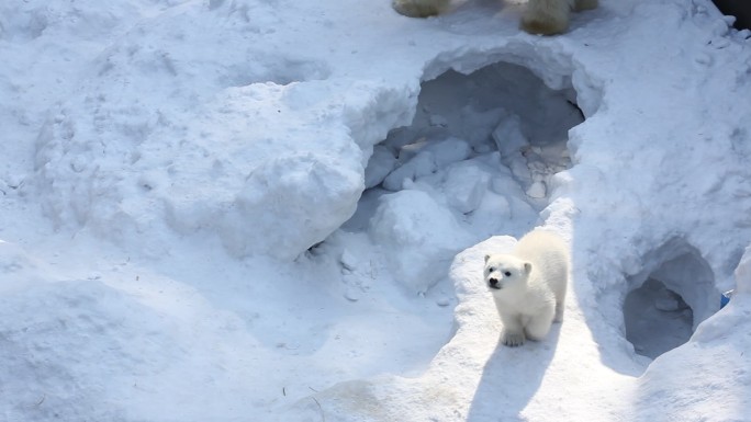 新生的北极熊幼崽在雪上玩耍。