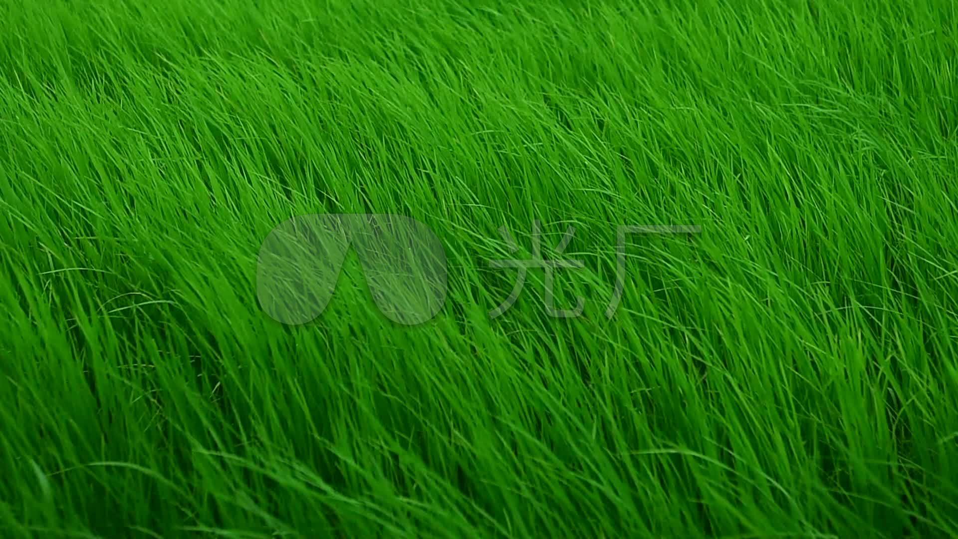 慢动作的风吹过草地