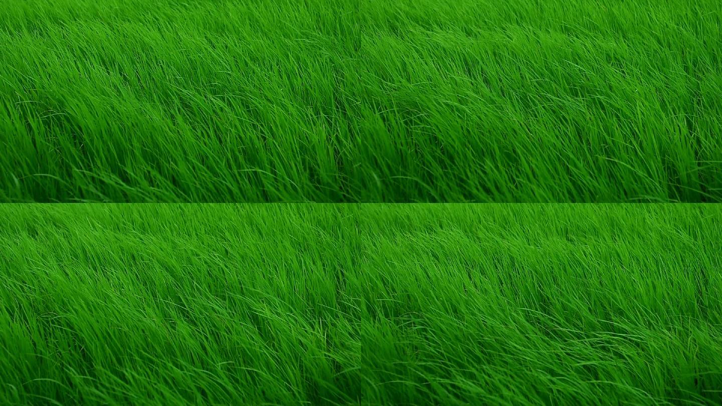 慢动作的风吹过草地