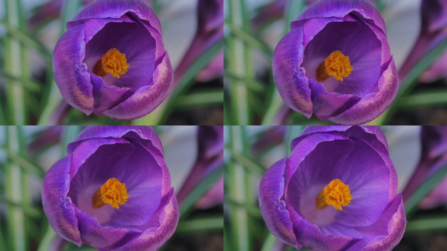 紫罗兰番红花清新藏红花自然