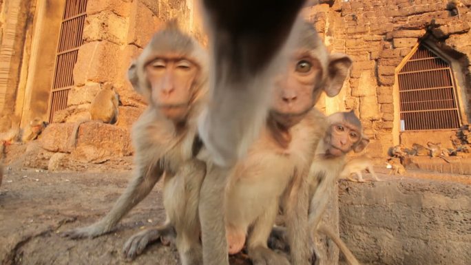 泰国寺庙里的小猴子